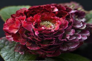 色花堂精选云南高原玫瑰，花头饱满，花瓣层次丰富，颜色深红如绒，产地直采保证新鲜