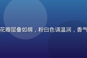 色花堂精选日本进口芍药，花瓣层叠如绸，粉白色调温润，香气馥郁，是高端花礼首选花材