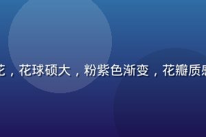 色花堂精选荷兰进口绣球花，花球硕大，粉紫色渐变，花瓣质感细腻，适合高端花艺搭配